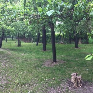 Boombeschermingsgaas