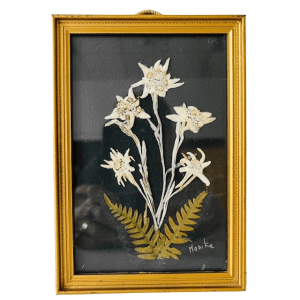 Vintage mid-century droogbloemenschilderij Edelweiss 1950’s