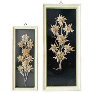Vintage set mid-century droogbloemenschilderijtjes Edelweiss 1950’s