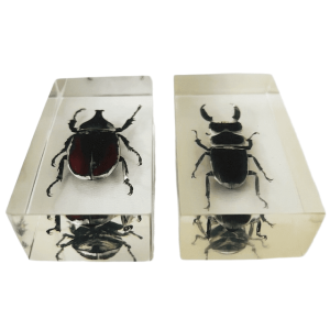 Vintage resin insect set neushoornkever vliegend hert kever presse-papier hars 1980’s