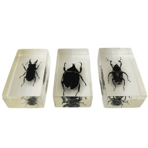 Resin insect set neushoornkever vliegend hert bamboe snuit kever presse-papier 1980’s