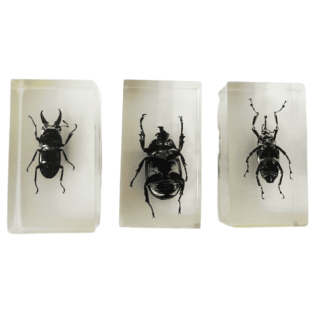 Resin insect set neushoornkever vliegend hert bamboe snuit kever presse-papier 1980’s - Afbeelding 5