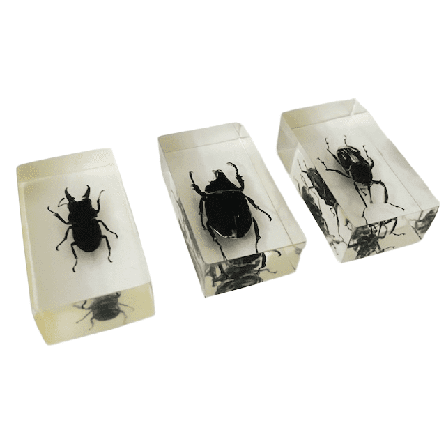 Resin insect set neushoornkever vliegend hert bamboe snuit kever presse-papier 1980’s - Afbeelding 4