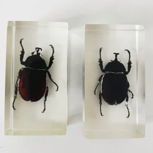 Vintage resin insect set neushoornkever presse-papier hars 1980’s